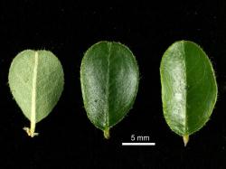 Cotoneaster sherriffii: Leaves, upper and lower surfaces.
 Image: D. Glenny © Landcare Research 2017 CC BY 3.0 NZ